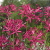 Nerine bowdenii \'Isabel\' - 5 nerine bulbs