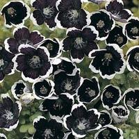 Nemophila menziesii \'Pennie Black\' - 1 packet (280 seeds)