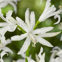 Nerine bowdenii \'Alba\' - 10 nerine bulbs