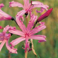 nerine bowdenii pink 10 nerine bulbs