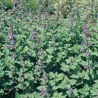 Nepeta cataria ssp. citrina - 1 packet (100 nepeta seeds)