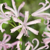 Nerine bowdenii \'Stefani\' - 5 nerine bulbs