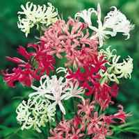 nerine bowdenii collection 20 bulbs 5 of each variety