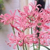 nerine bowdenii pink 20 nerine bulbs