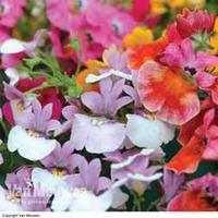 Nemesia \'Tapestry Mixed\' (Seeds) - 1 packet (350 nemesia seeds)