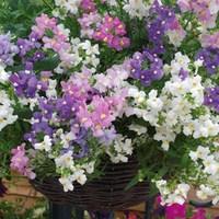 Nemesia Poetry 24 Large Plants