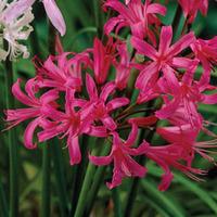 Nerine bowdenii \'Isabel\' - 5 nerine bulbs