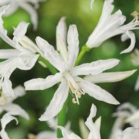 Nerine bowdenii \'Alba\' - 5 nerine bulbs