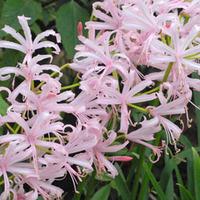 Nerine bowdenii \'Stefani\' - 5 nerine bulbs