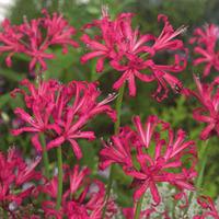 Nerine \'Mr John\' - 10 nerine bulbs