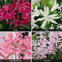 nerine bowdenii collection 20 nerine bulbs 5 of each variety