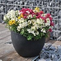 Nemesia Summer Sorbet 6 x 12 cm Pots