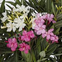 New Oleander Tricolour plant - 3 colours in one 19cm pot