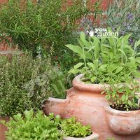 new kitchen garden herb collection 12 plugs