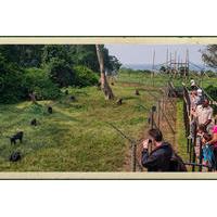 Ngamba Island Chimpanzee Sanctuary in Uganda