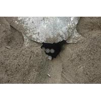 Night Turtle Nesting Tour from Tamarindo