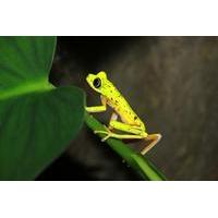 Night Walk at Arenal Natura Ecological Park