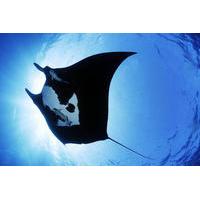 Night Manta Experience