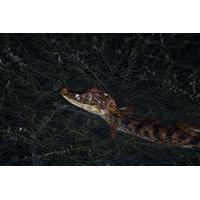 Night Safari boat ride