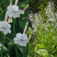 Nicotiana Duo - 2 packets - 1 of each variety (2100 nicotiana seeds in total)