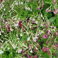 nicotiana x sanderae sensation mixed 1 packet 2000 nicotiana seeds