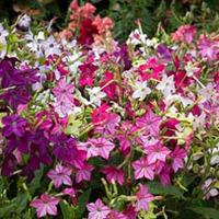 nicotiana x sanderae eau de cologne mixed f1 hybrid 1 packet 40 nicoti ...