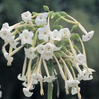 nicotiana sylvestris 1 packet 2000 nicotiana seeds