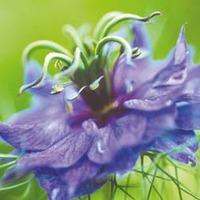 nigella damascena miss jekyll 1 packet 685 seeds