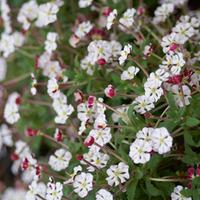 Night Phlox ovata - 3 phlox jumbo plug plants