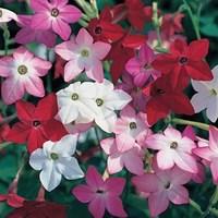 Nicotiana Essence 70 Medium Plugs