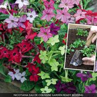 Nicotiana \'Eau de Cologne Mixed\' (Garden Ready) - 30 garden ready nicotiana plug plants