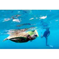 north shore turtle cove guided snorkeling tour