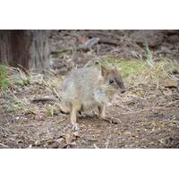 Nocturnal Wildlife Tour from Busselton or Dunsborough