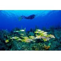 no certification required guided scuba diving tour