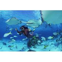 No Certification Required Guided Scuba Diving Tour