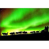 northern lights viewing including dinner and 1 hour dog sledding