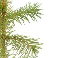 norway spruce christmas sapling