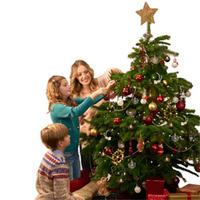 Nordmann Fir Christmas Tree (4-5ft) - 4-5ft Nordmann Fir Christmas Tree