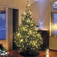 Nordman Fir Christmas Tree (4-5ft) - 1 Nordman Fir Christmas Tree