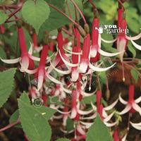 novelty fuchsia collection x 12 jumbo plug plants