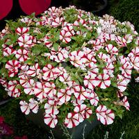 novelty crazytunia cherry cheesecake pack of 12