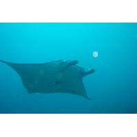 Nusa Penida and Manta Point Day Dive with Bali Diving: Close Encounter With Manta Ray - For Certified Divers Only