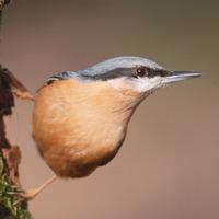 Nuthatch