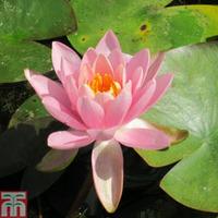 nymphaea odorata firecrest deep water aquatic 1 x 1 litre potted nymph ...