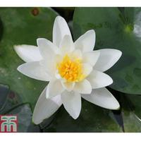 nymphaea albatross deep water aquatic 1 x 3 litre potted nymphaea plan ...