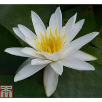 Nymphaea alba (Deep Water Aquatic) - 1 x 1 litre potted nymphaea plant