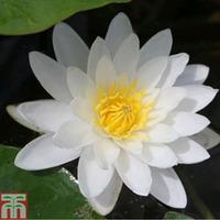 Nymphaea \'White Sultan\' (Deep Water Aquatic) - 1 x 3 litre potted nymphaea plant