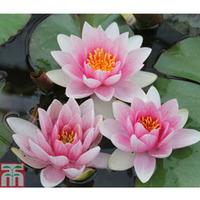 Nymphaea \'Mrs Richmond\' (Deep Water Aquatic) - 1 x 30 litre potted nymphaea plant