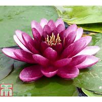 nymphaea almost black deep water aquatic 1 x 3 litre potted nymphaea p ...