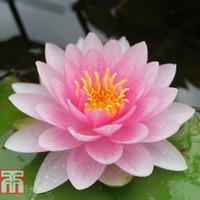 Nymphaea \'Darwin\' (Deep Water Aquatic) - 1 x 3 litre potted nymphaea plant